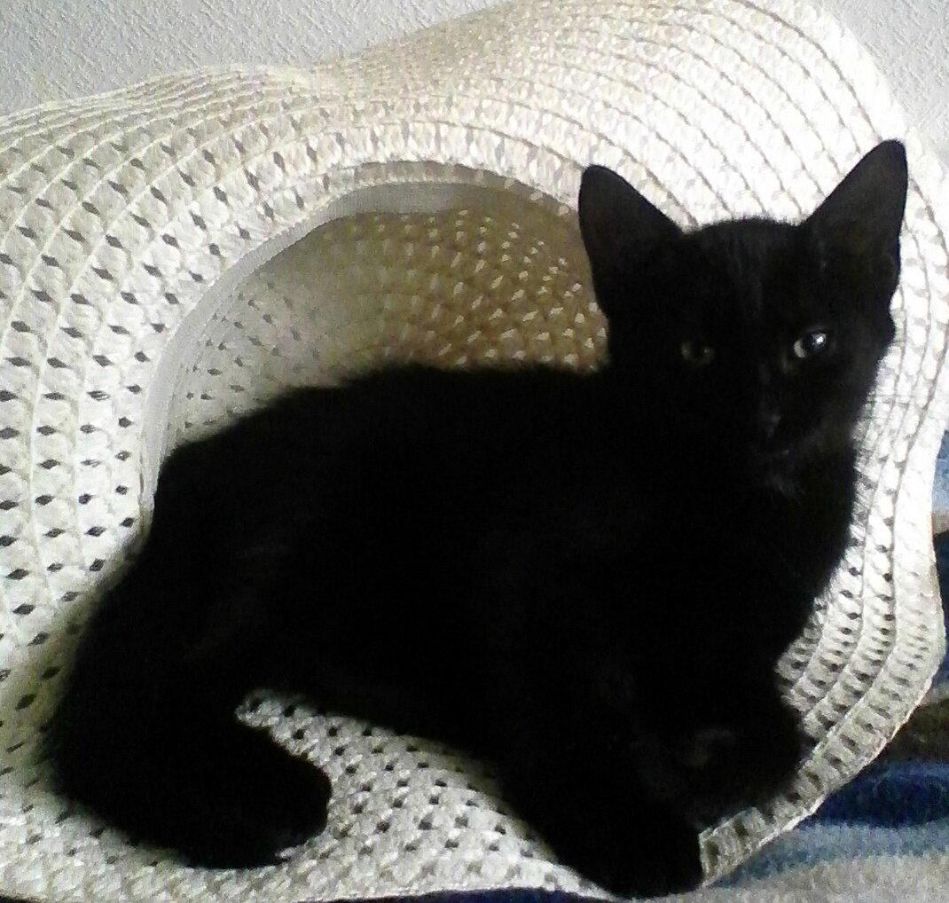 Котенок ищет семью!