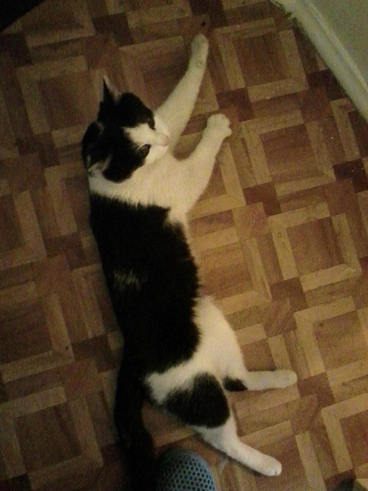 Котэ ищет дом
