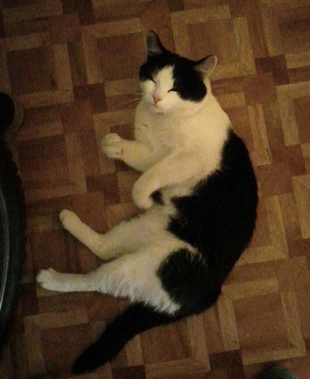 Котэ ищет дом