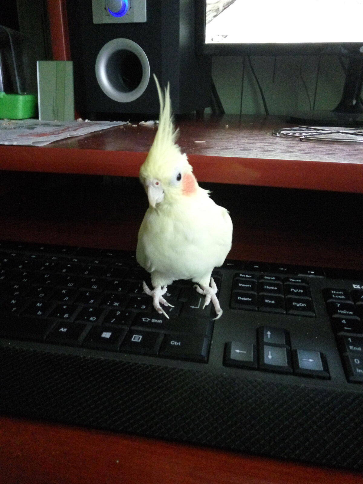 Лампа для кота