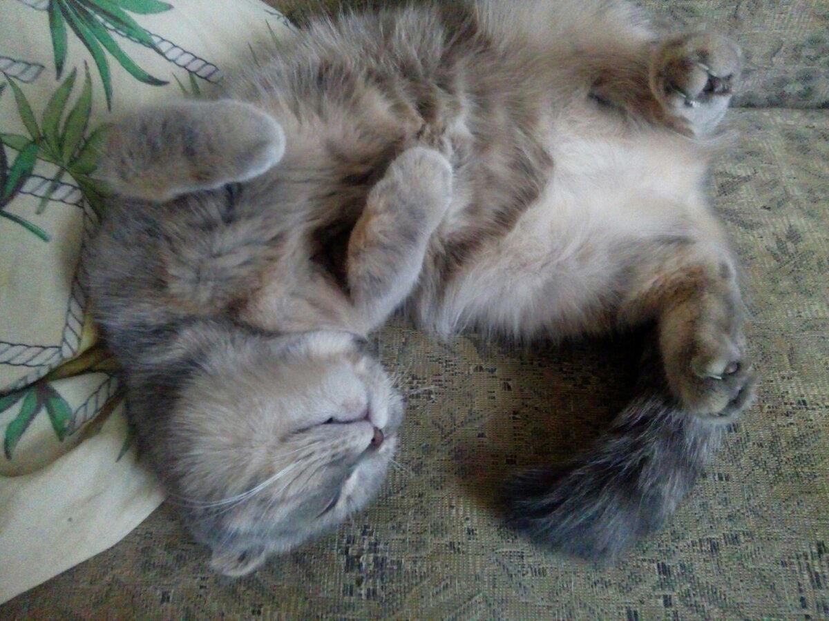 Умница кошка