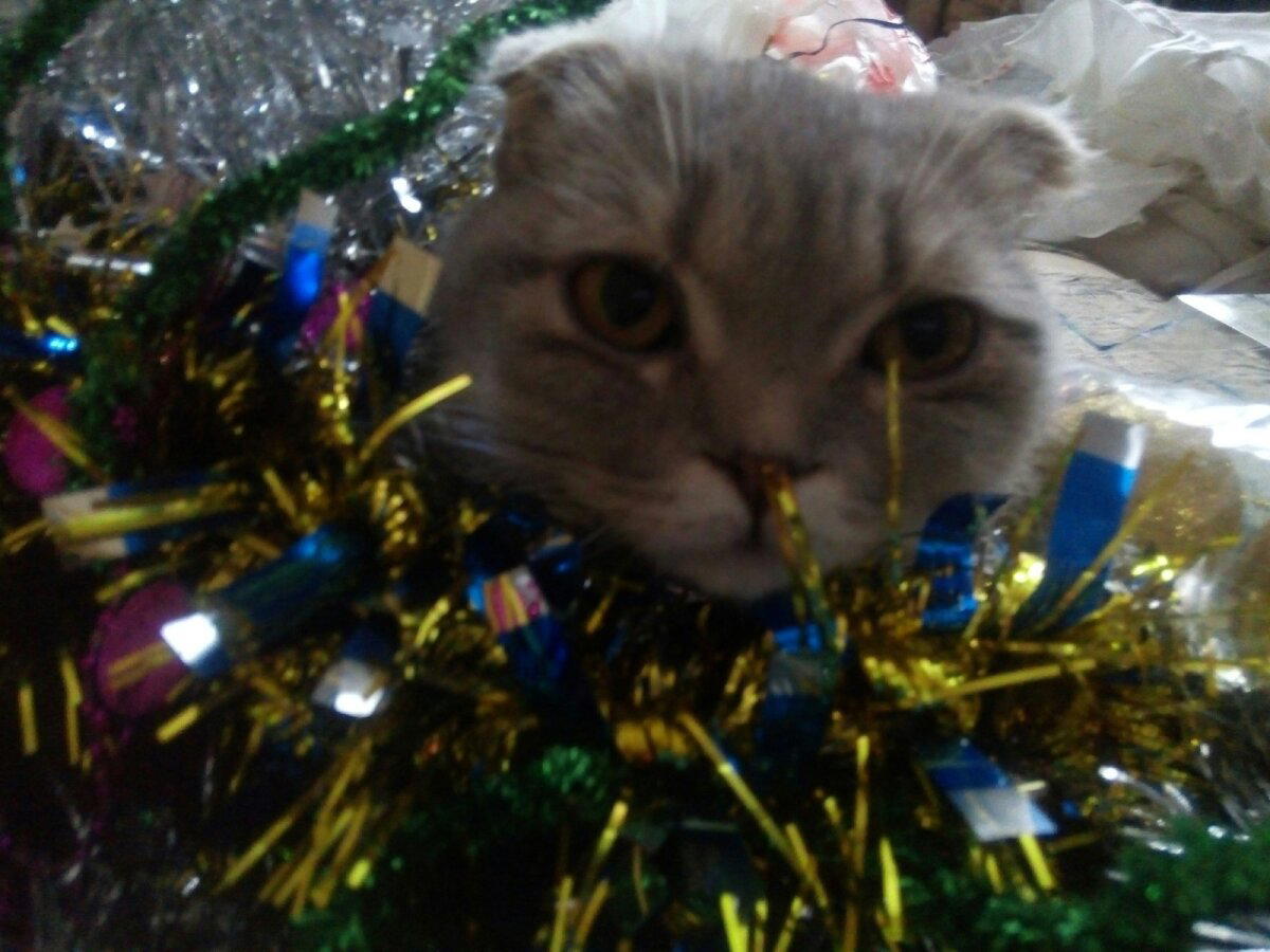 С наступающим, всем мяу!