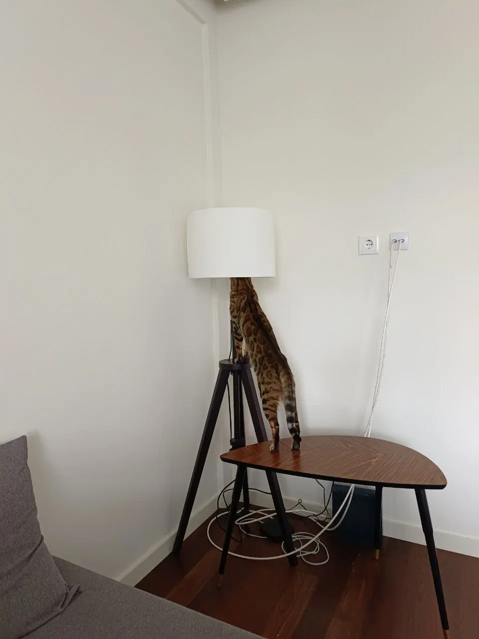 Котолампа