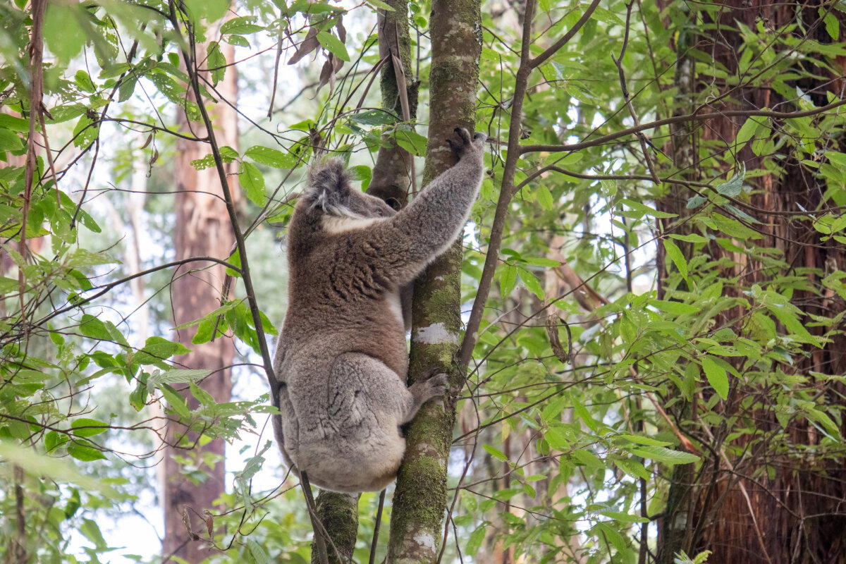 Коала