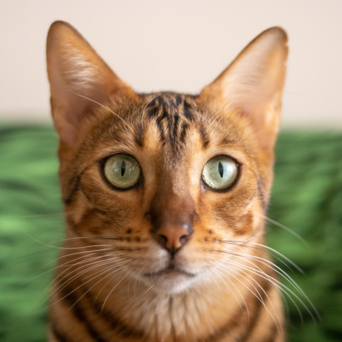 Была нужна фотка кота для его котодокументов