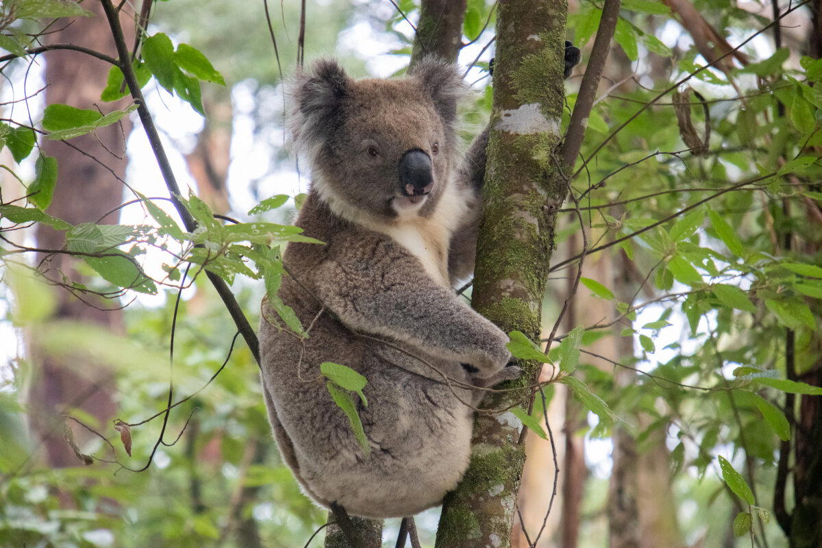 Коала