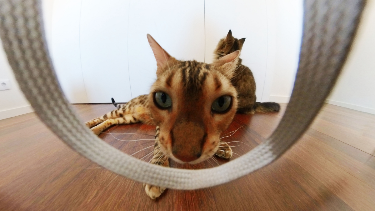 Когда сфоткал кота на ширик во время игры