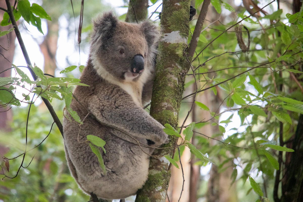 Коала