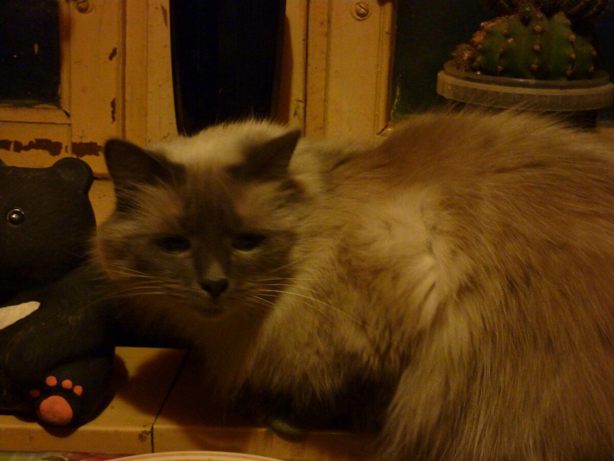 Алиша