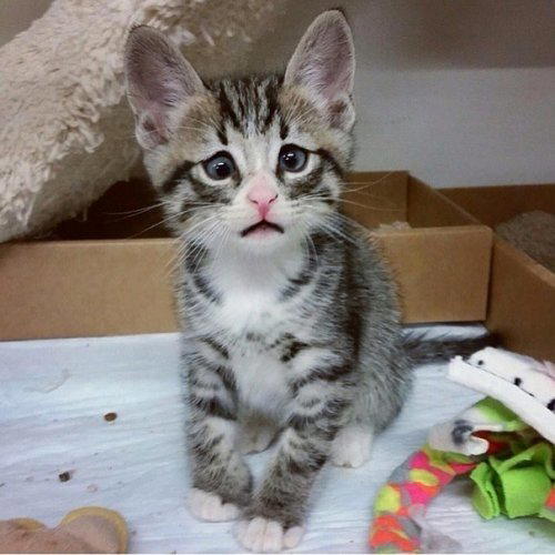 Эмоциональный котенок