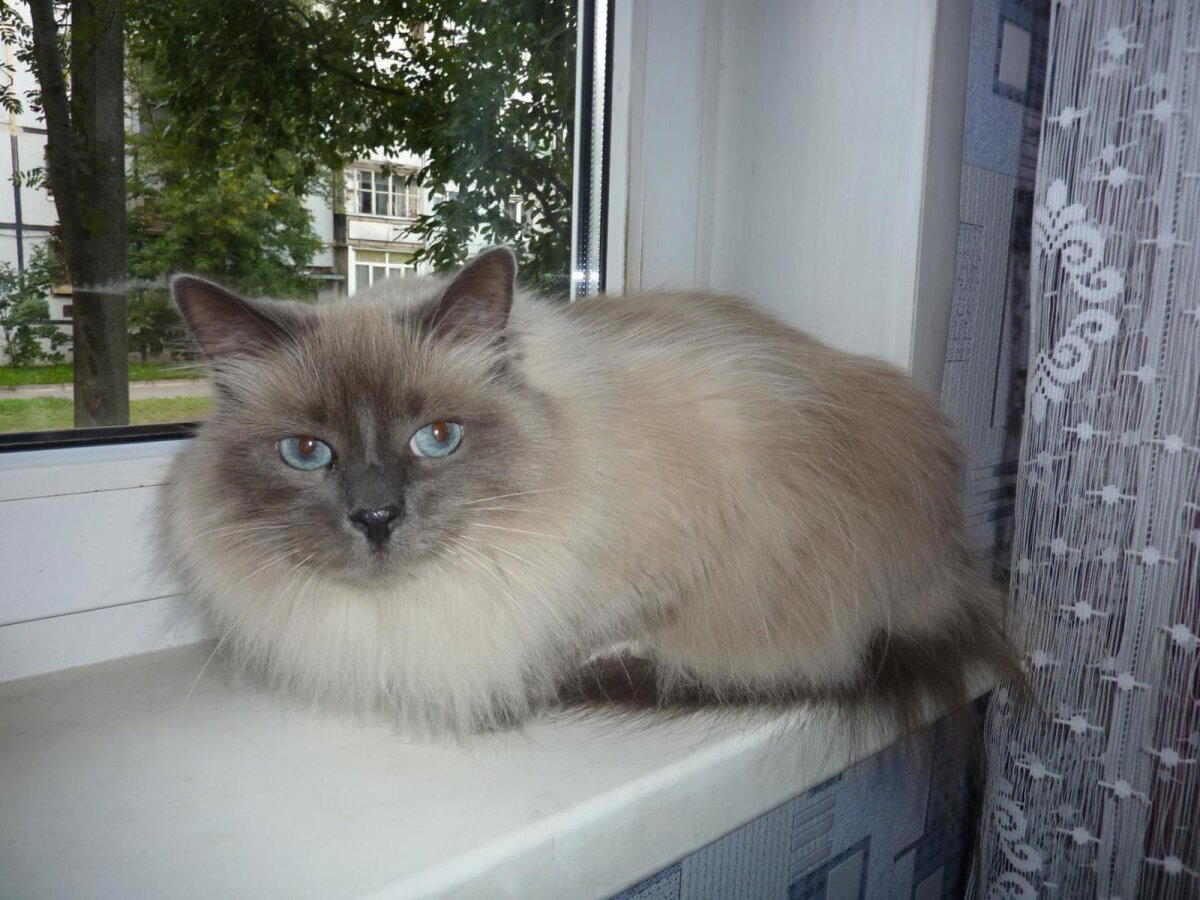 А кошку я вам не отдам!