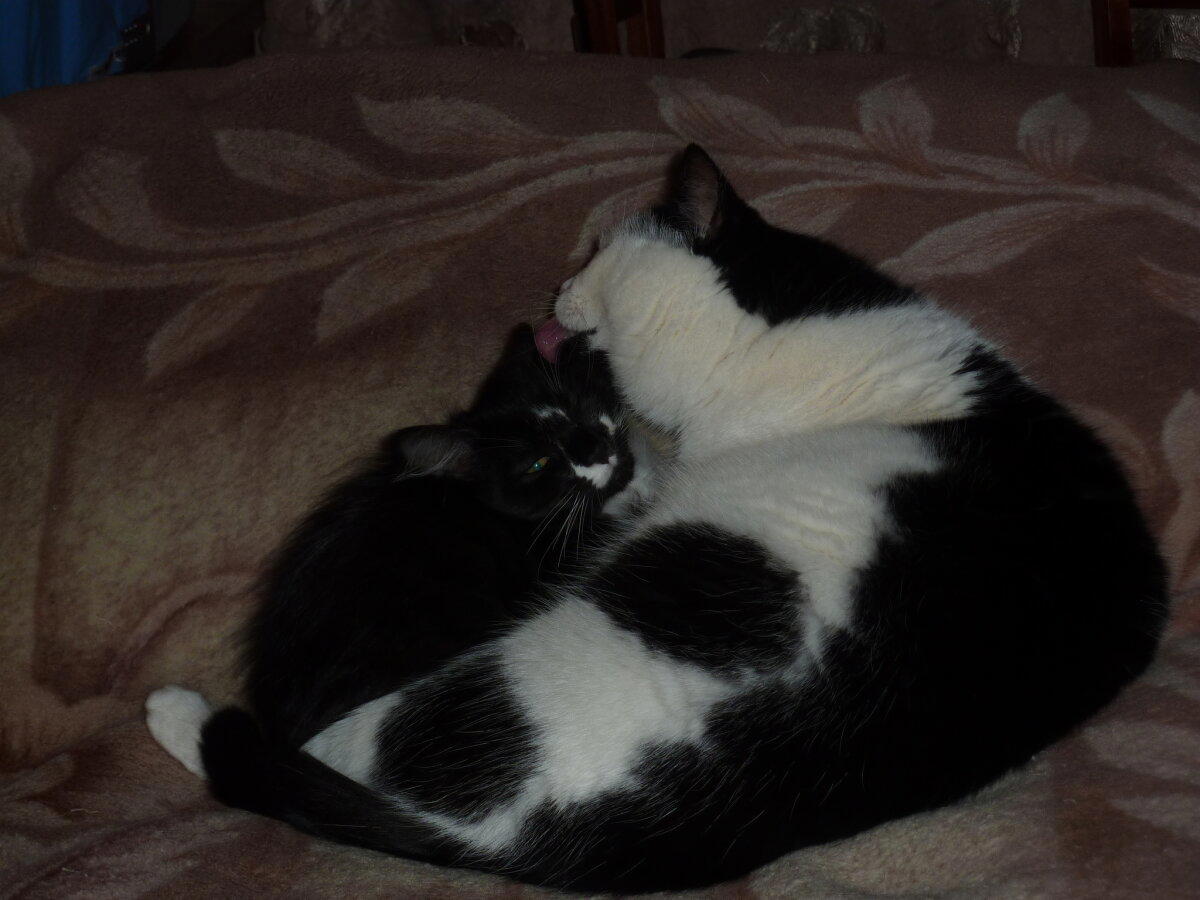 Коты это жидкость)))