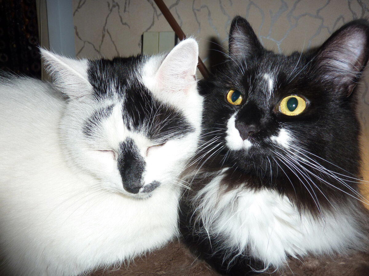 Мои котямбусы