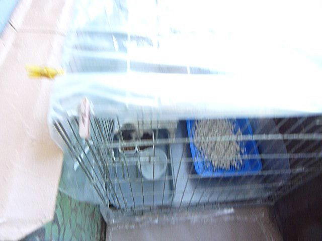 Ищут добрые руки котята. Псков!