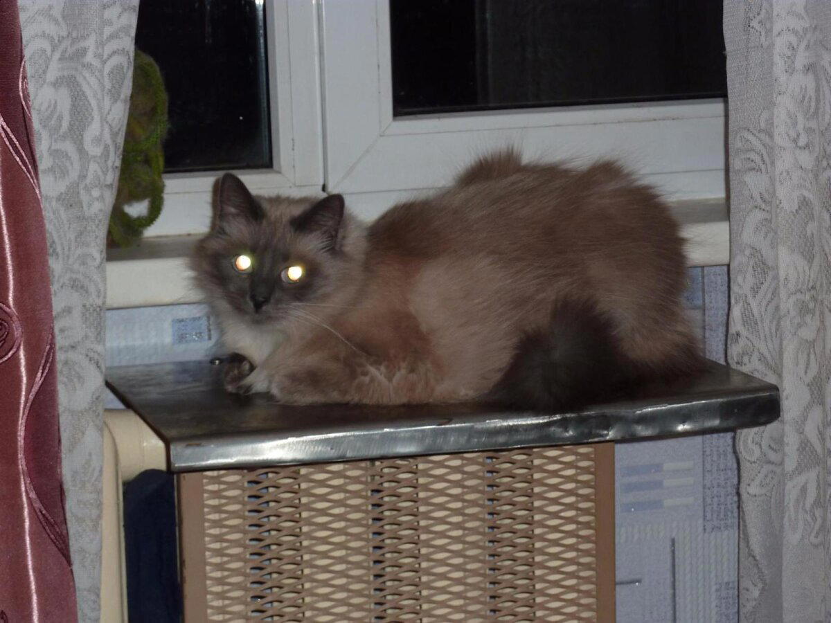 А кошку я вам не отдам!