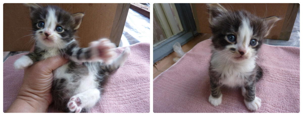 Ищут добрые руки котята. Псков!