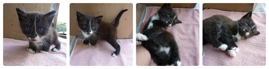Ищут добрые руки котята. Псков!