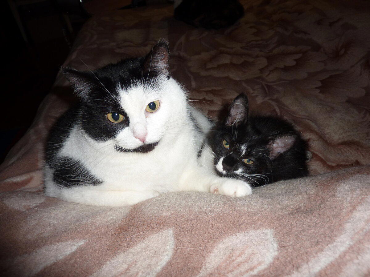 Коты это жидкость)))