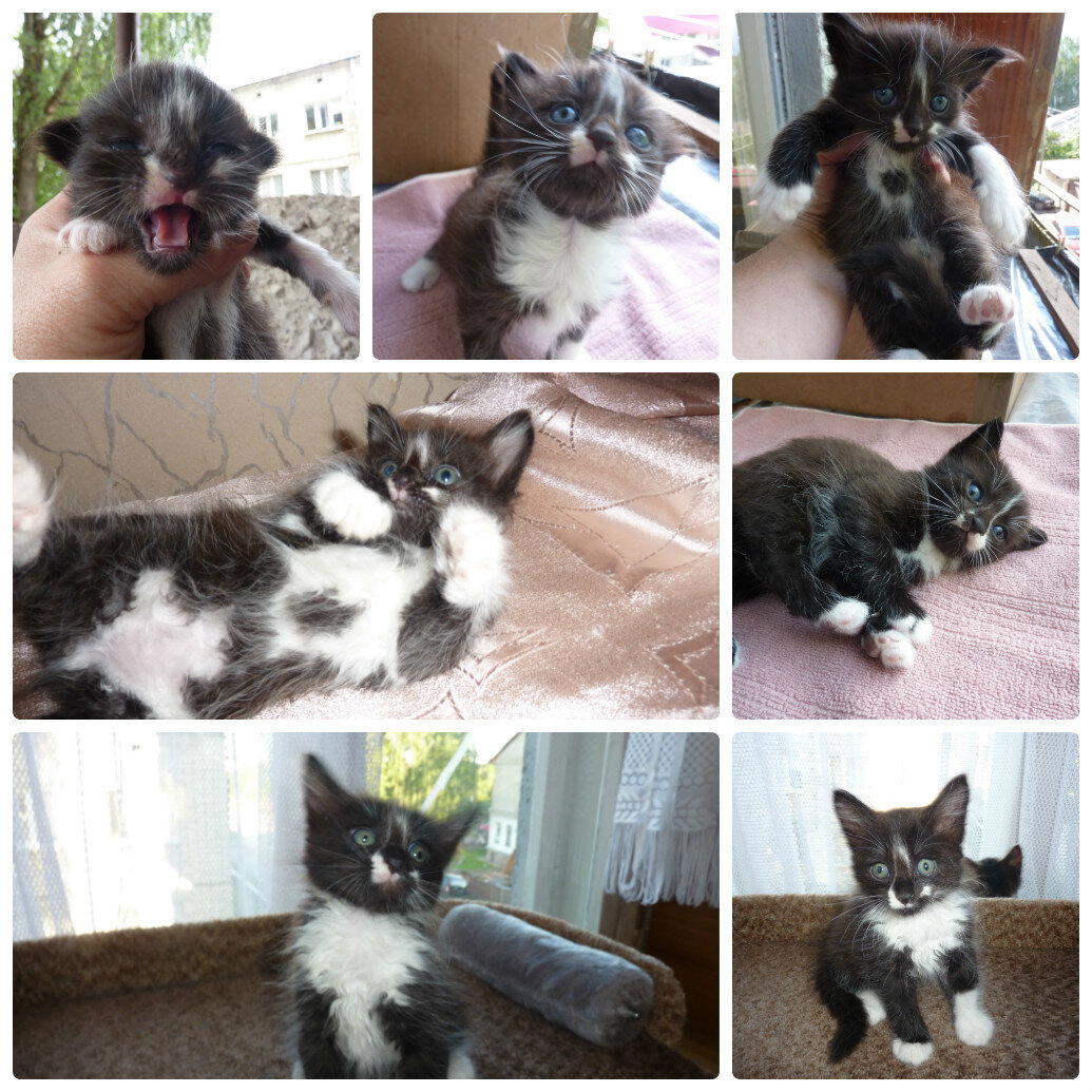 Ищут добрые руки котята. Псков!
