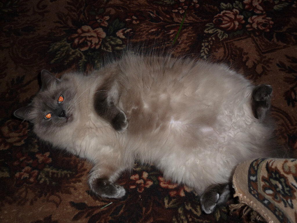 А кошку я вам не отдам!
