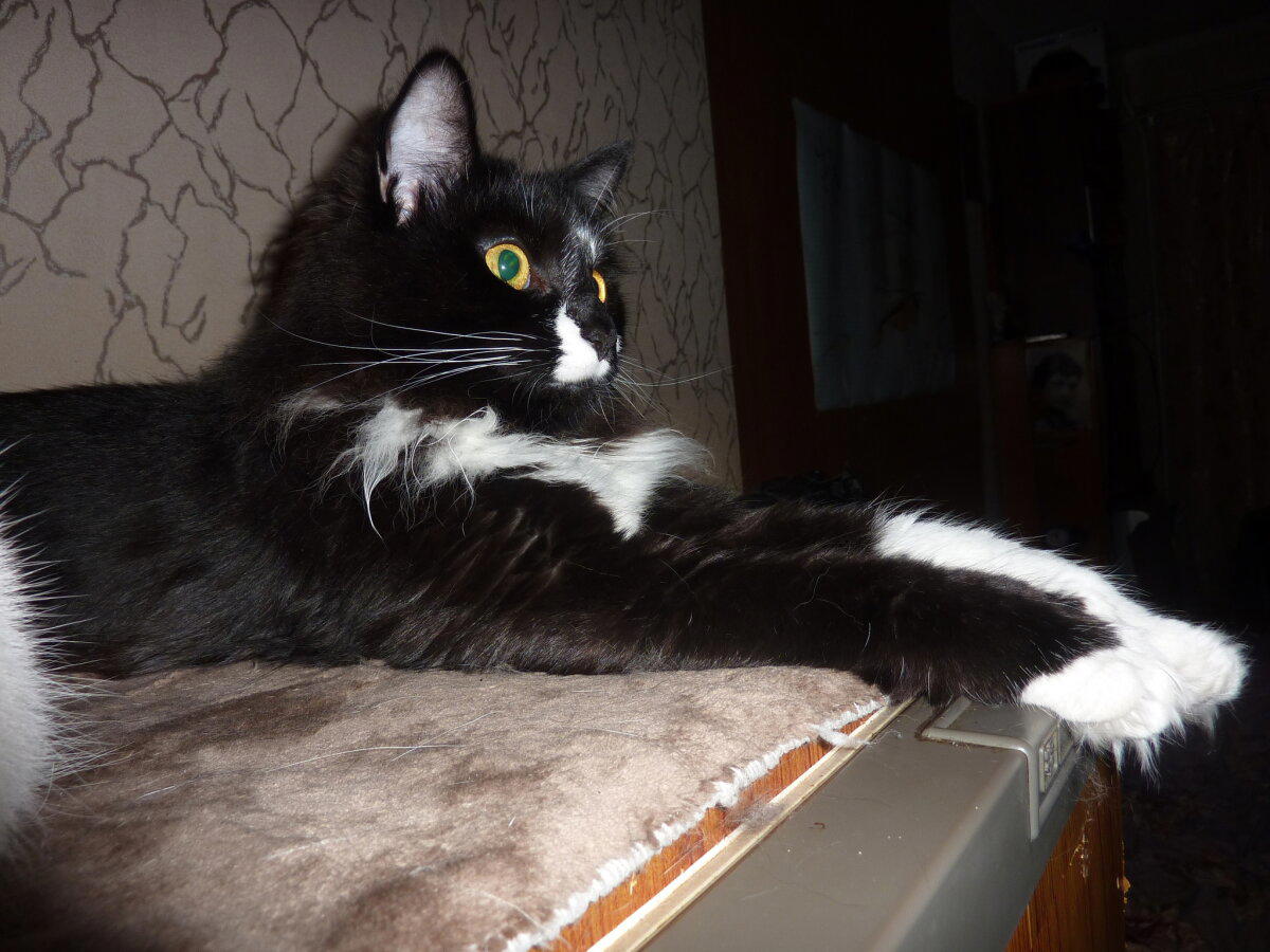 Мои котямбусы
