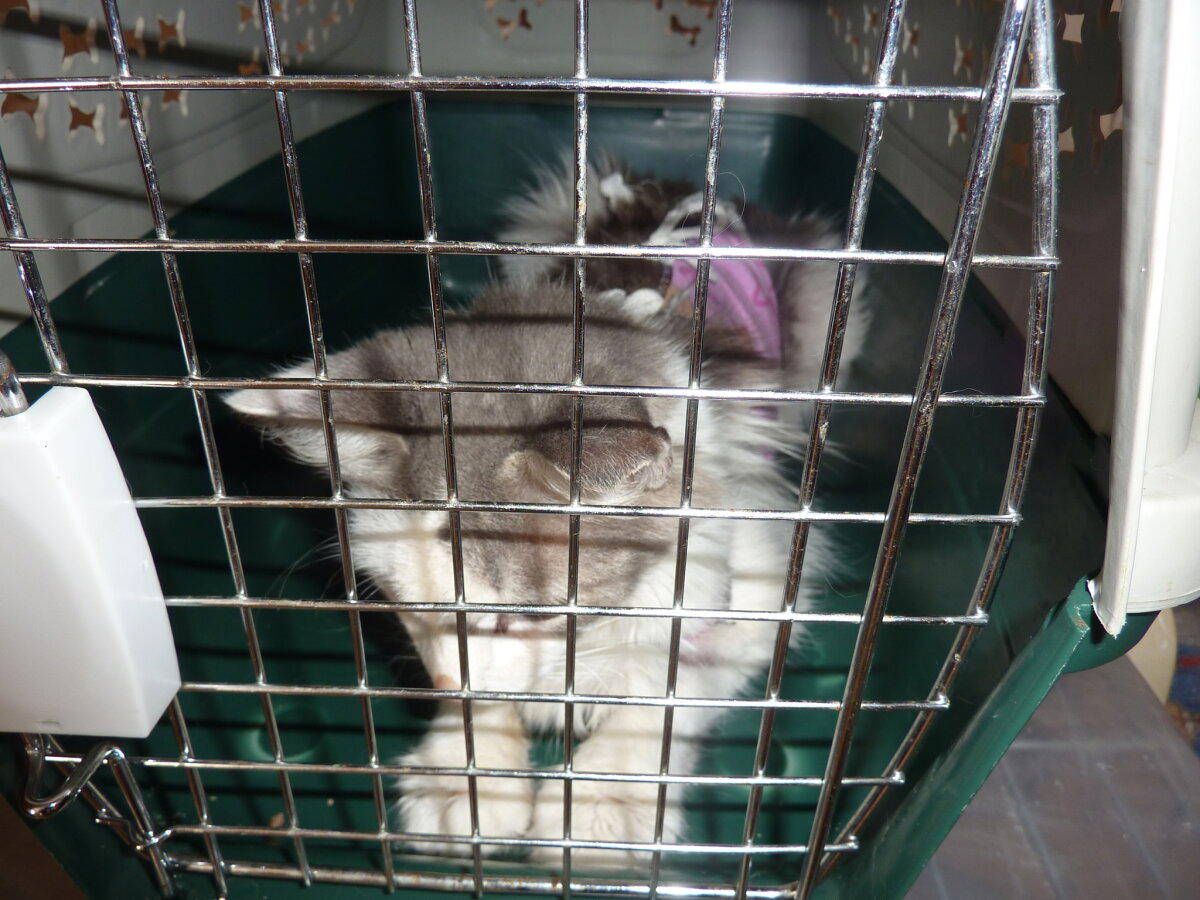 Ищут добрые руки котята. Псков!