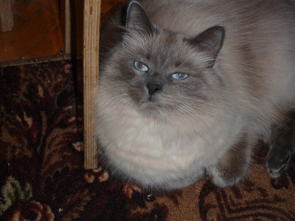 А кошку я вам не отдам!