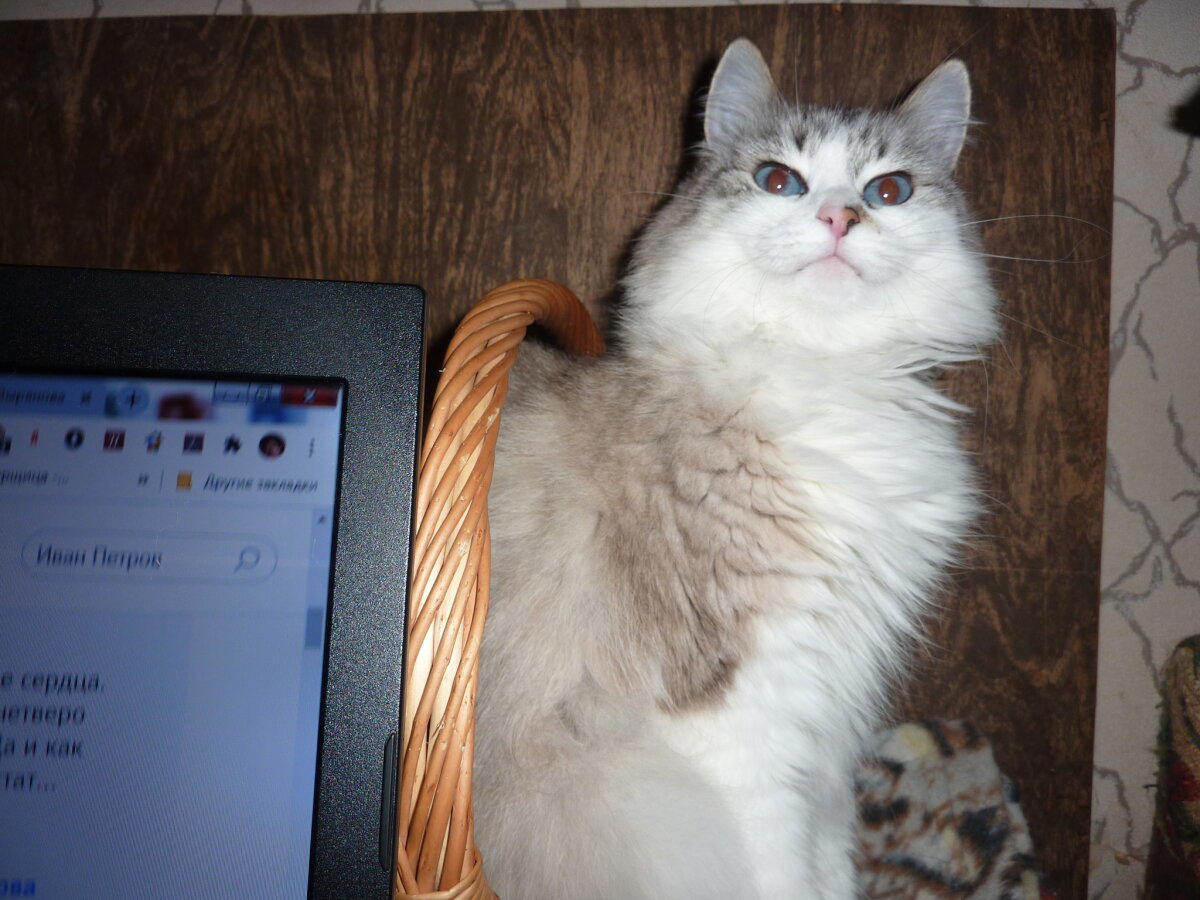 Мои котямбусы