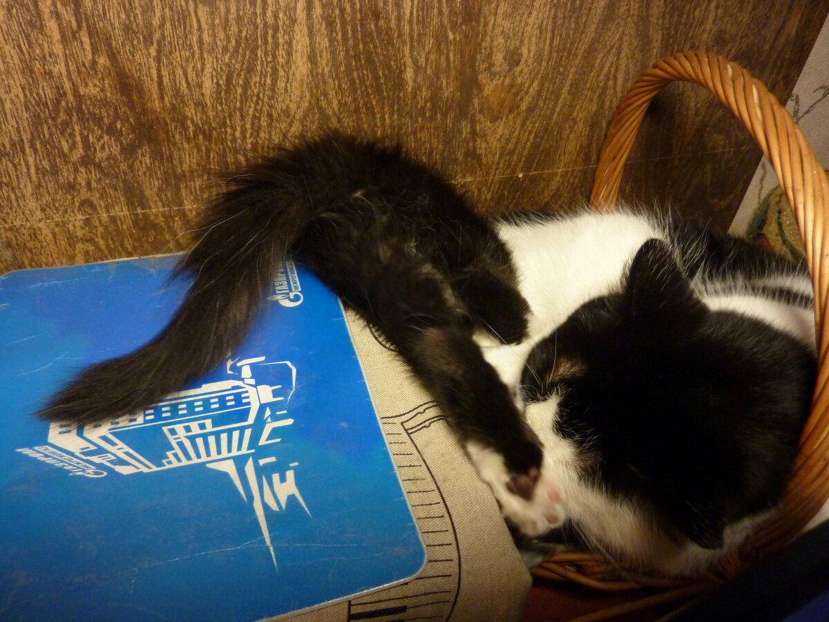 Коты это жидкость)))