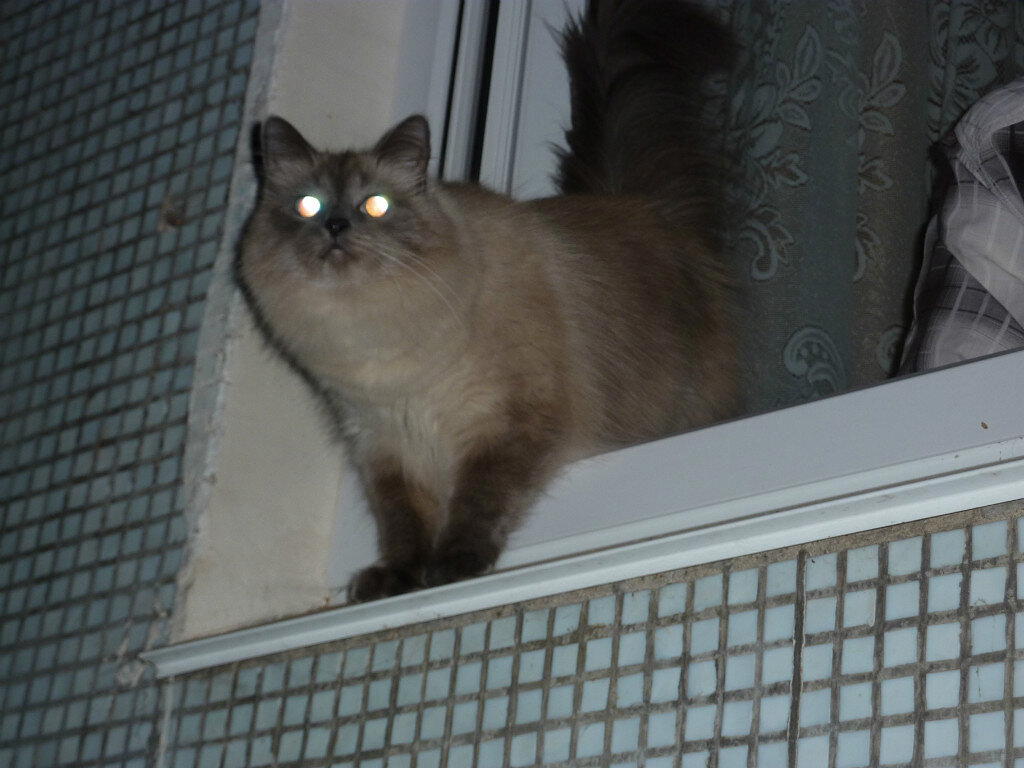 А кошку я вам не отдам!