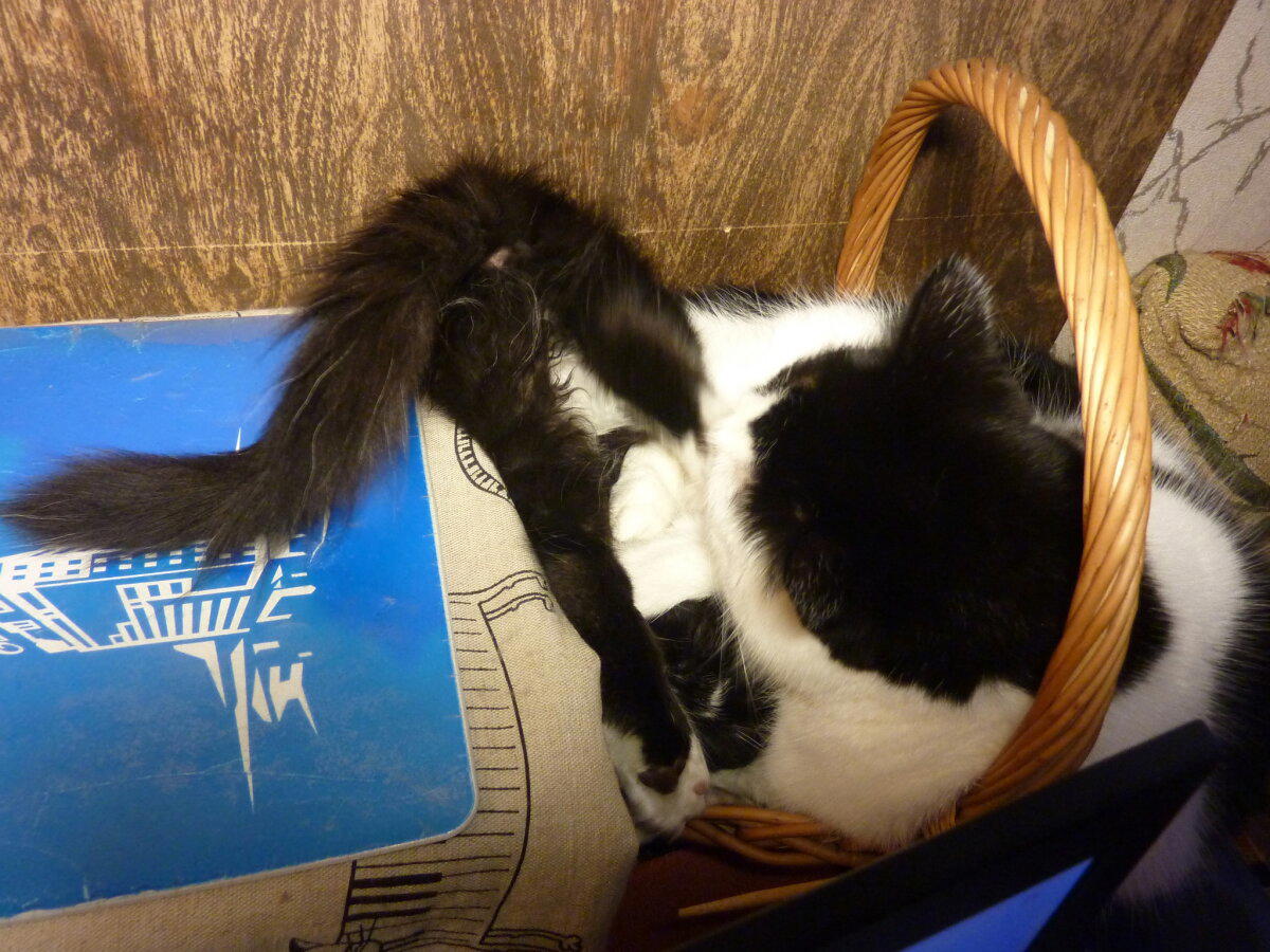 Коты это жидкость)))