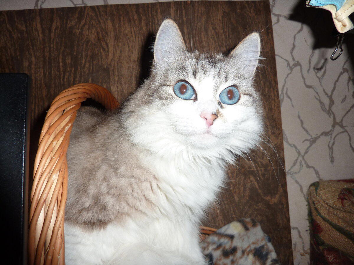 Мои котямбусы