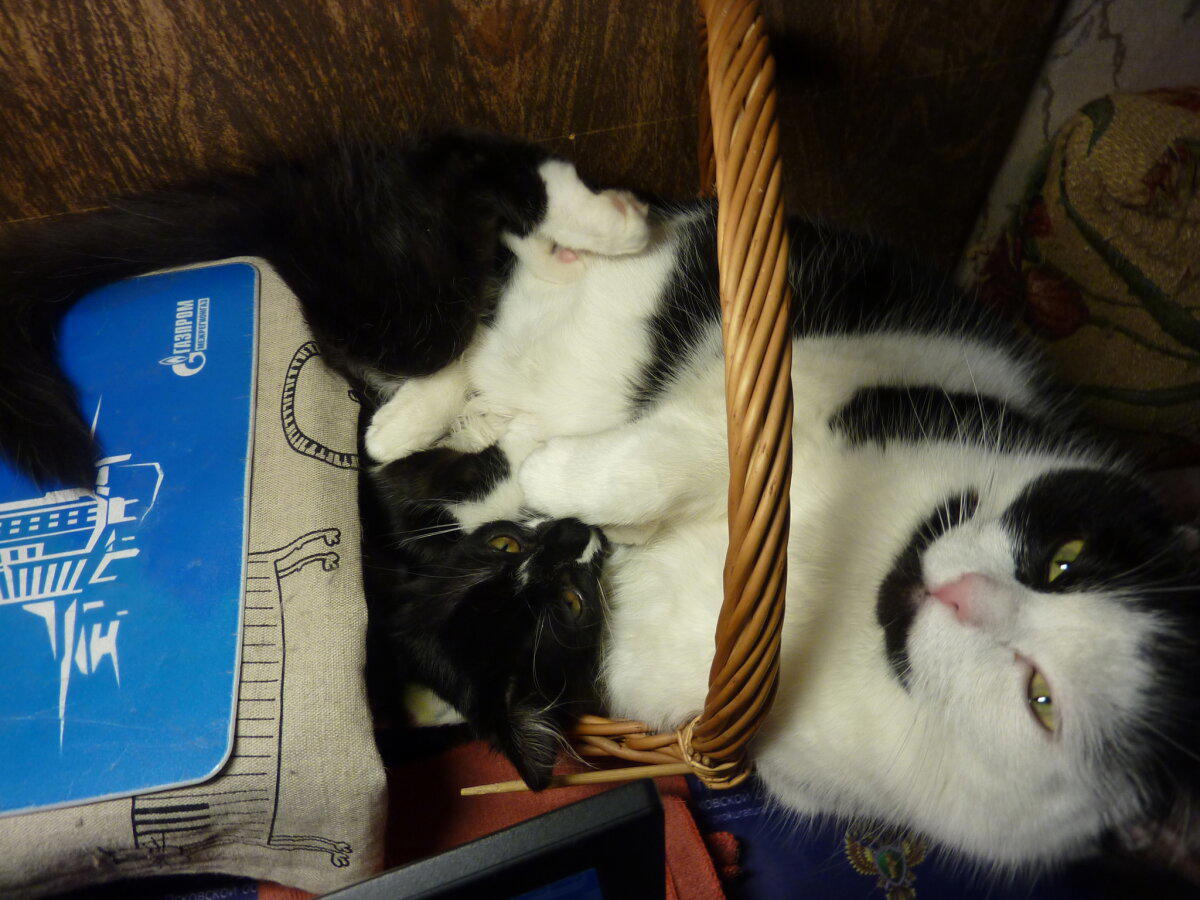 Коты это жидкость)))