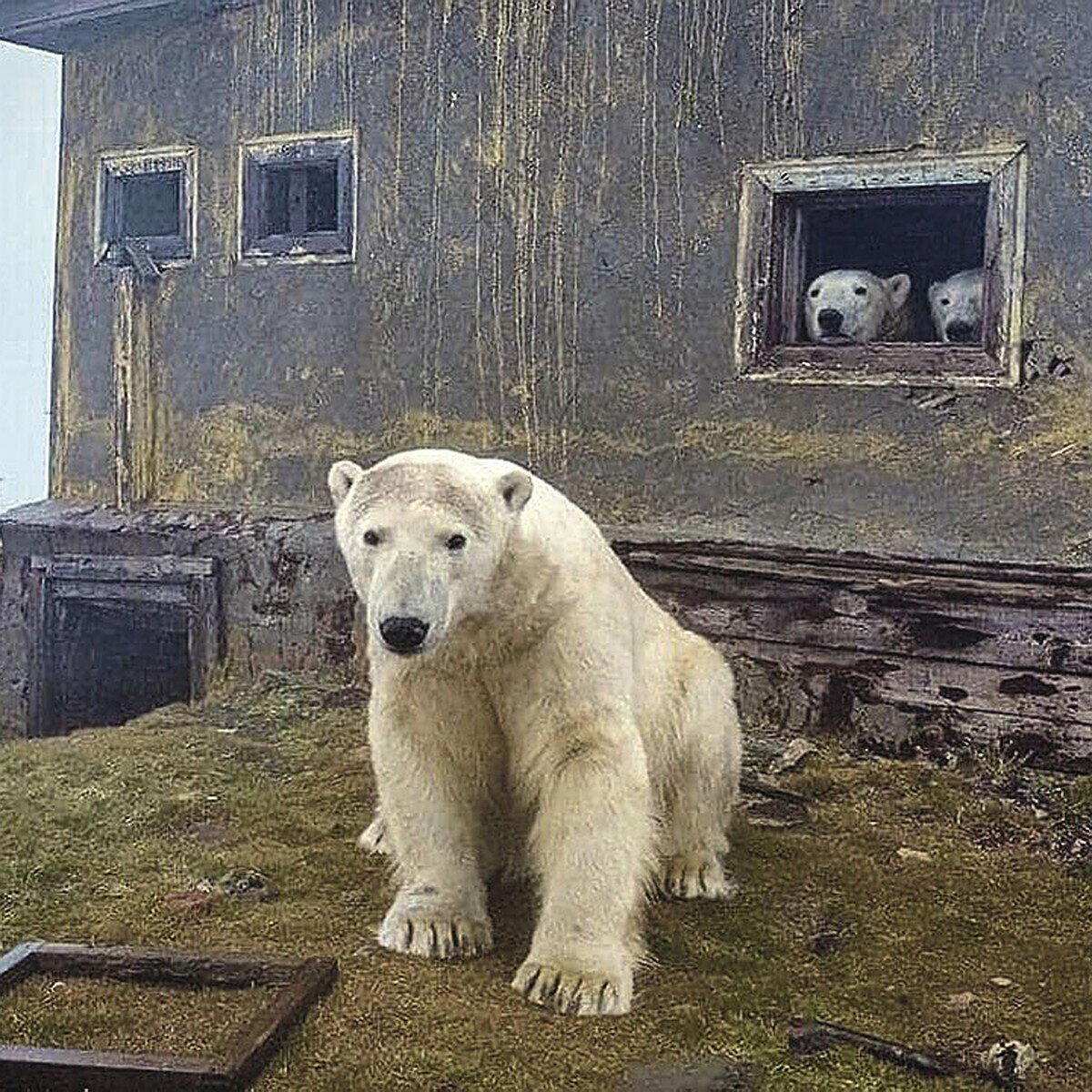 Медведи живут в домах не только в сказках