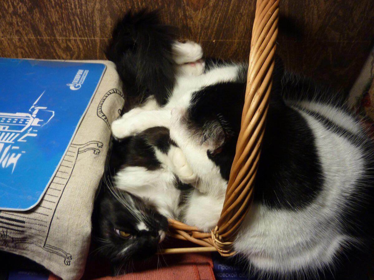 Коты это жидкость)))