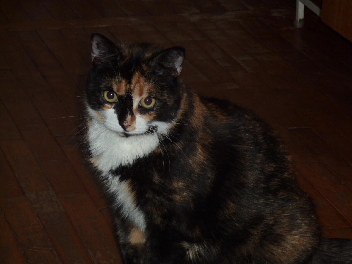 Мои котямбусы