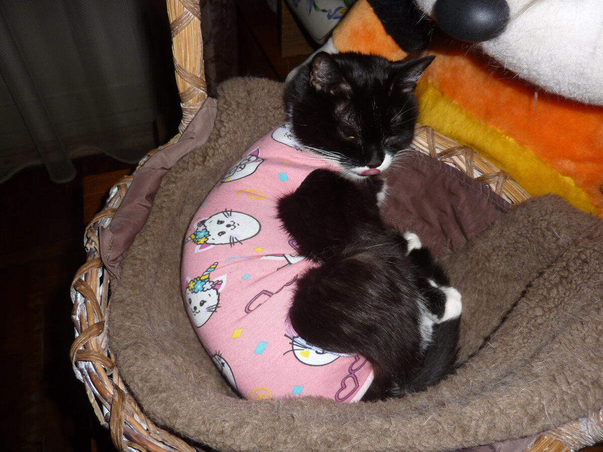 Мои котямбусы