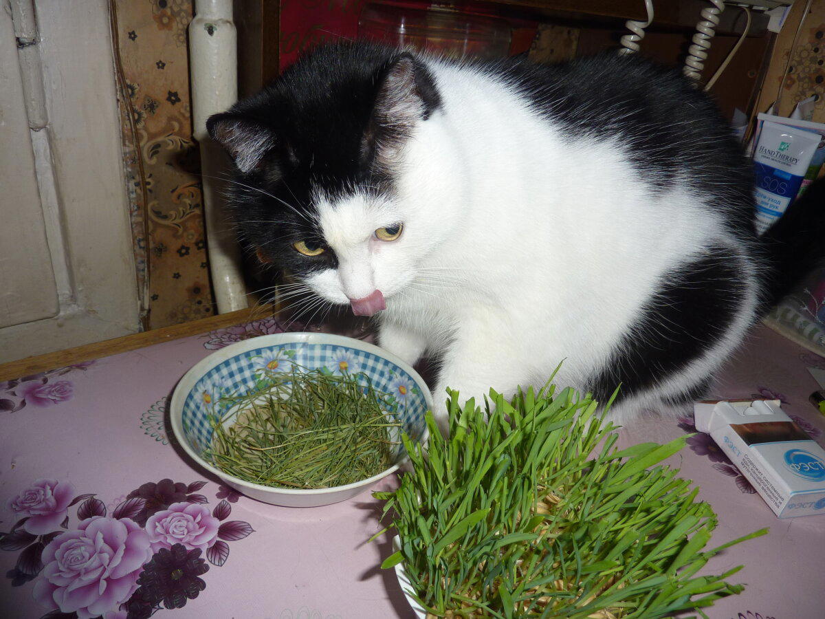 Мои котямбусы