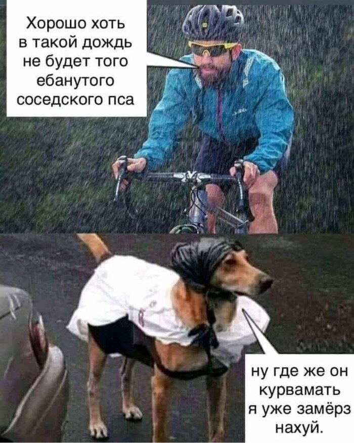 Соседский пес