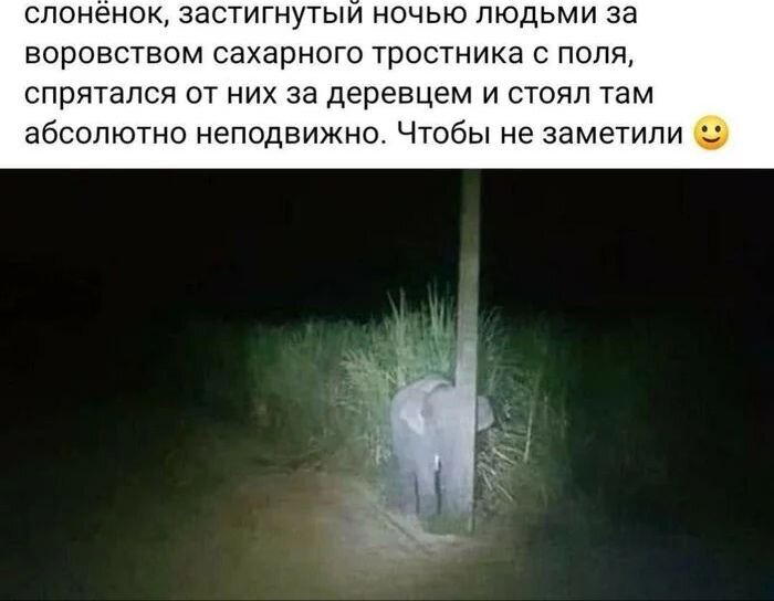 Слоненок