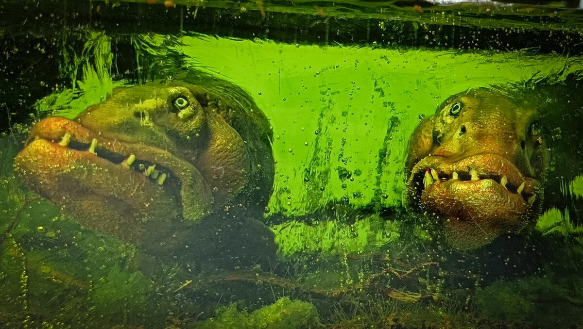 Сон хипстера