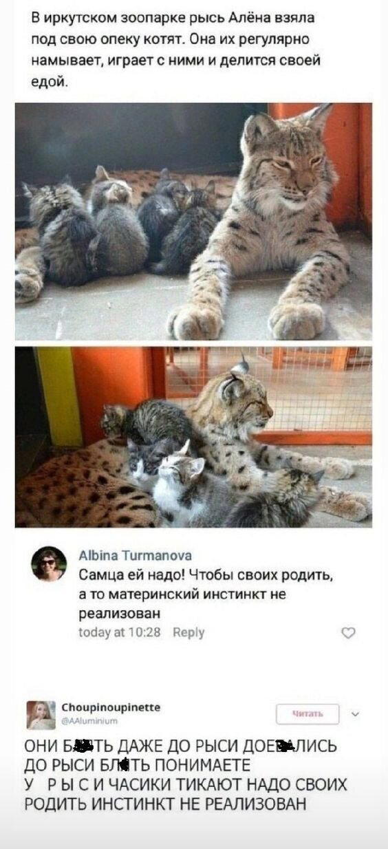 Рысь