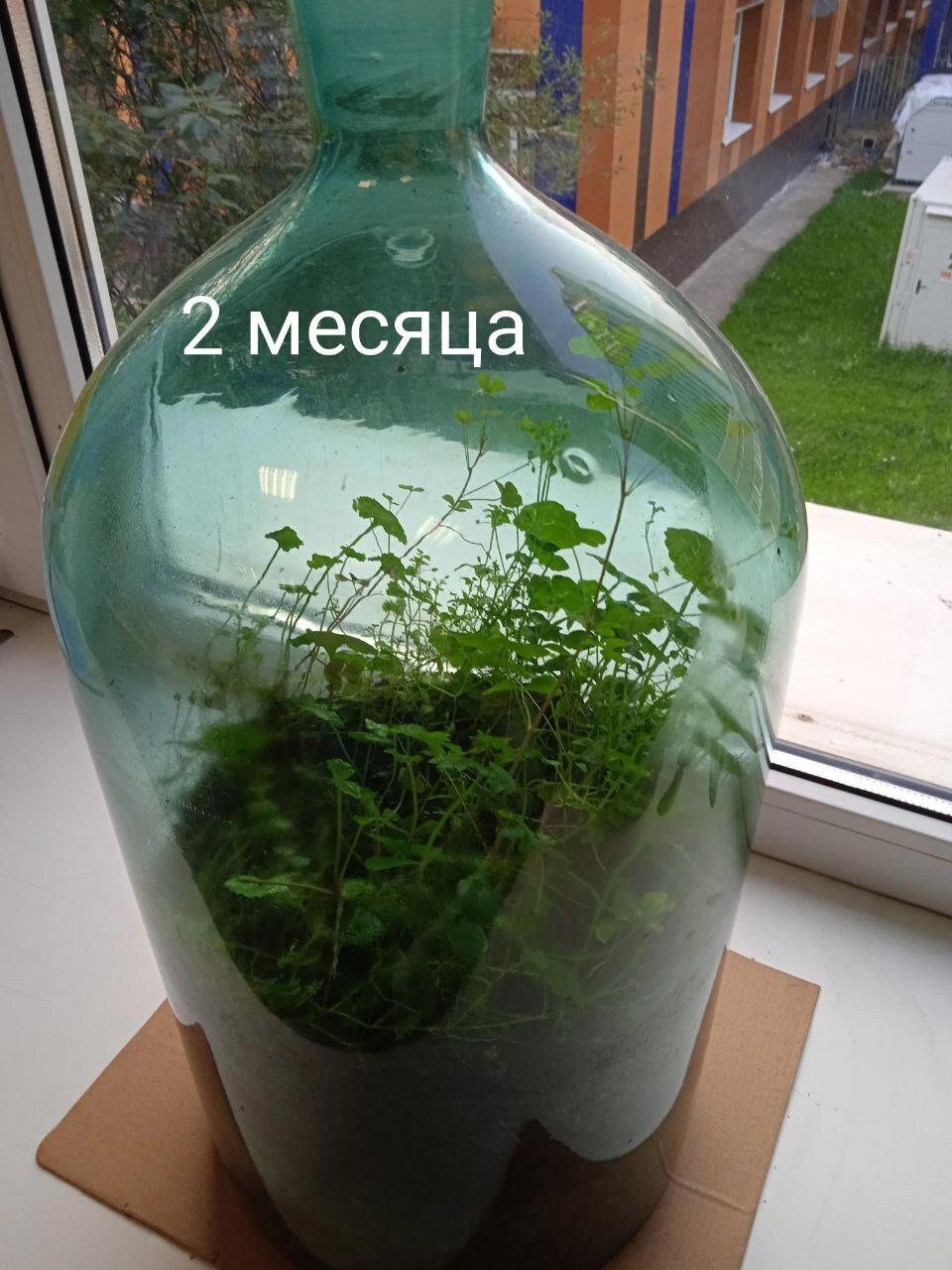 Битва растений в бутылке: прошло 2 месяца