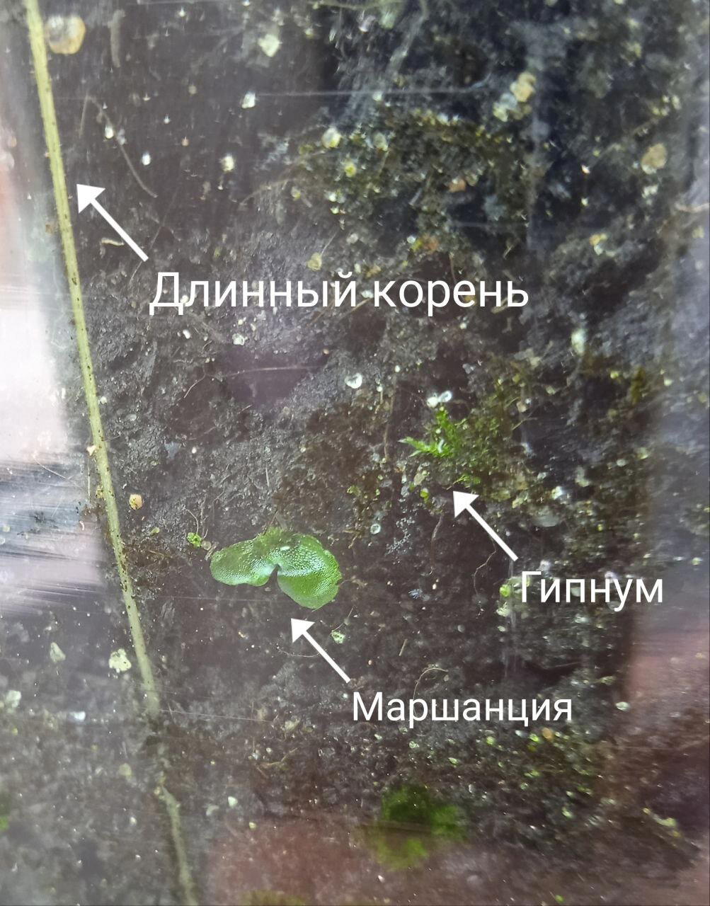 Битва растений в бутылке: прошло 2 месяца
