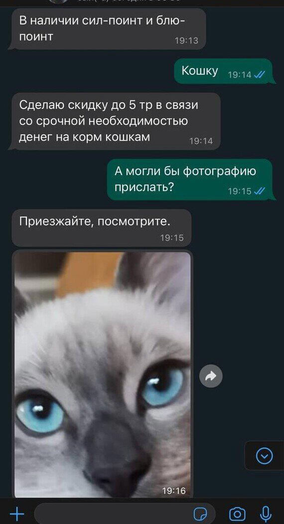 Когда хотел завести котёнка, а узнал про еврейский заговор...