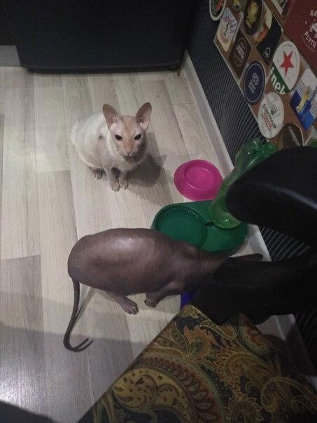 Груша