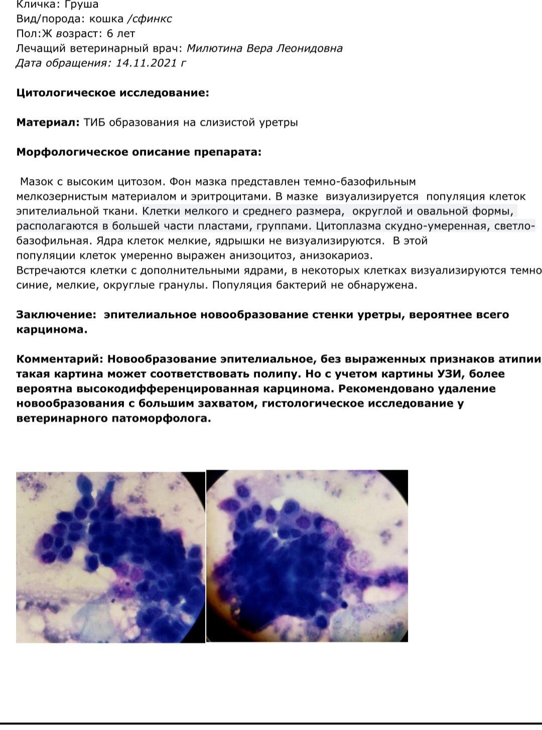Карцинома у кошки