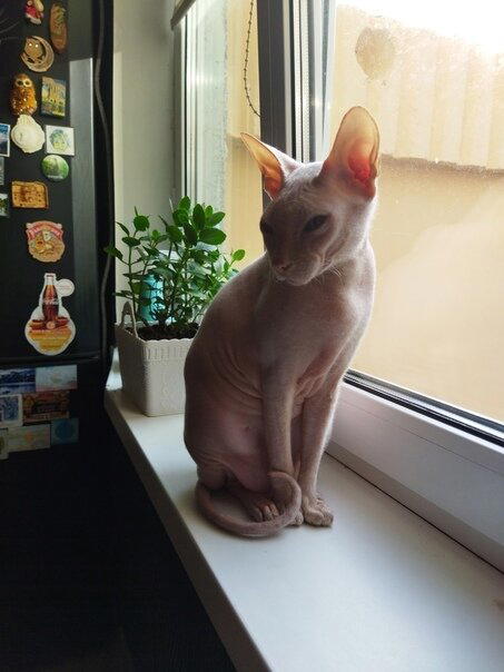 Груша