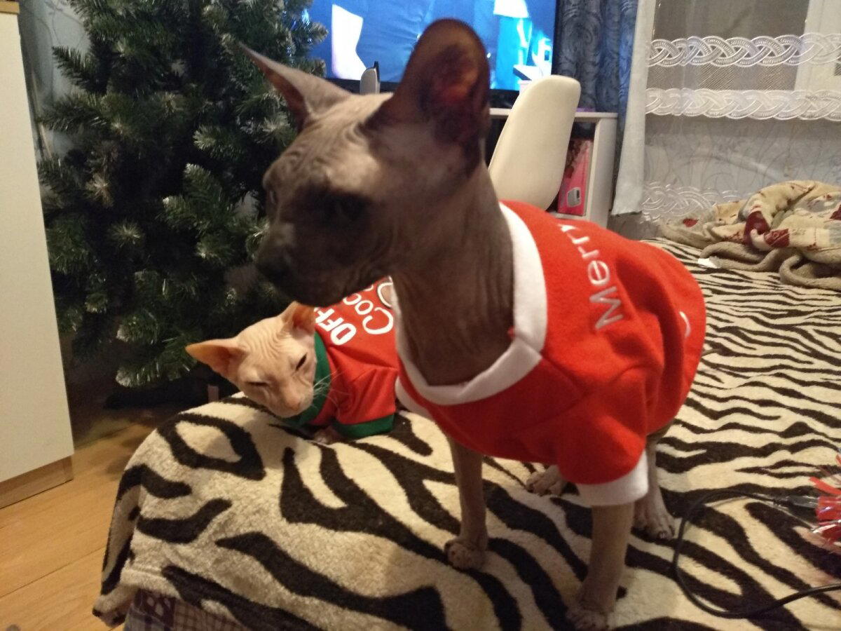 Мои новогодние котики