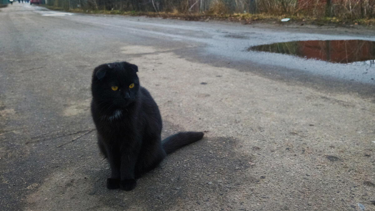 Утренний кот